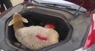 Da li ovca može da stane u prtljažnik Tesla Model S?